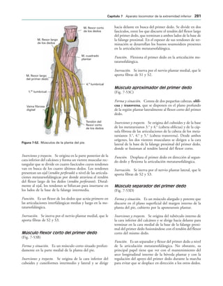 M. flexor corto
de los dedos
M. cuadrado
plantar
4. lumbrical
o
Tendón del
flexor corto
de los dedos
Vaina fibrosa
digital
1. lumbrical
er
M. flexor largo
del primer dedo
M. flexor largo
de los dedos
IGURA   Músculos de la planta del pie.
Inserciones y trayecto. Se origina en la parte posterior de la
cara inferior del calcáneo y forma un vientre muscular rec-
tangular que se divide en cuatro fascículos cuyos tendones
van en busca de los cuatro últimos dedos. Los tendones
presentan un ojal (tendón perforado) a nivel de las articula-
ciones metatarsofalángicas por donde atraviesa el tendón
del flexor largo de los dedos (tendón perforante). Distal-
mente al ojal, los tendones se bifurcan para insertarse en
los lados de la base de la falange intermedia.
Función. Es un flexor de los dedos que actúa primero en
las articulaciones interfalángicas medias y luego en la me-
tatarsofalángica.
Inervación. Se inerva por el nervio plantar medial, que le
aporta fibras de S2 y S3.
Músculo flexor corto del primer dedo
(Fig. 7-53B)
Forma y situación. Es un músculo corto situado profun-
damente en la parte medial de la planta del pie.
Inserciones y trayecto. Se origina de la cara inferior del
cuboides y cuneiformes intermedio y lateral y se dirige
hacia delante en busca del primer dedo. Se divide en dos
fascículos, entre los que discurre el tendón del flexor largo
del primer dedo, que terminan a ambos lados de la base de
la falange proximal. En el espesor de sus tendones de ter-
minación se desarrollan los huesos sesamoideos presentes
en la articulación metatarsofalángica.
Función. Flexiona el primer dedo en la articulación me-
tatarsofalángica.
Inervación. Se inerva por el nervio plantar medial, que le
aporta fibras de S1 y S2.
Músculo aproximador del primer dedo
(Fig. 7-53C)
Forma y situación. Consta de dos pequeñas cabezas, obli-
cua y transversa, que se disponen en el plano profundo
de la región plantar lateralmente al flexor corto del primer
dedo.
Inserciones y trayecto. Se origina del cuboides y de la base
de los metatarsianos 3.o
y 4.o
(cabeza oblicua) y de la cáp-
sula fibrosa de las articulaciones de la cabeza de los meta-
tarsianos 3.o
, 4.o
y 5.o
(cabeza transversa). Desde ambos
orígenes, los dos vientres musculares se dirigen a la cara
lateral de la base de la falange proximal del primer dedo,
donde se fusionan al tendón lateral del flexor corto.
Función. Desplaza el primer dedo en dirección al segun-
do dedo y flexiona la articulación metatarsofalángica.
Inervación. Se inerva por el nervio plantar lateral, que le
aporta fibras de S2 y S3.
Músculo separador del primer dedo
(Fig. 7-53D)
Forma y situación. Es un músculo alargado y potente que
discurre en el plano superficial del margen interno de la
planta del pie, cubierto por la aponeurosis plantar.
Inserciones y trayecto. Se origina del tubérculo interno de
la cara inferior del calcáneo y se dirige hacia delante para
terminar en la cara medial de la base de la falange proxi-
mal del primer dedo fusionándose con el tendón del flexor
corto del mismo dedo.
Función. Es un separador y flexor del primer dedo a nivel
de la articulación metatarsofalángica. No obstante, su
principal papel tiene que ver con el mantenimiento del
arco longitudinal interno de la bóveda plantar y con la
regulación del apoyo del primer dedo durante la marcha
para evitar que se desplace en dirección a los otros dedos.
#APÓTULO  Aparato locomotor de la extremidad inferior 
 