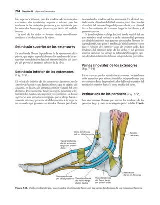 Tendón
calcáneo
Retináculo
de los m. flexores
Vaina tendinosa
del flexor largo
del primer dedo
Vaina tendinosa
del flexor largo
de los dedos
Vaina tendinosa
del tibial posterior
Vaina tendinosa
del m. extensor
largo del primer
dedo
Vaina tendinosa
del m. tibial anterior
IGURA   Visión medial del pie, que muestra el retináculo flexor con las vainas tendinosas de los músculos flexores.
los, superior e inferior, para los tendones de los músculos
extensores, dos retináculos, superior e inferior, para los
tendones de los músculos peroneos y un retináculo para
los músculos flexores que discurren por detrás del maléolo
interno.
A nivel de los dedos se forman túneles osteofibrosos
similares a los descritos en la mano.
Retináculo superior de los extensores
Es una banda fibrosa dependiente de la aponeurosis de la
pierna, que tapiza superficialmente los tendones de los ex-
tensores extendiéndose desde el extremo inferior del cuer-
po del peroné al extremo inferior de la tibia.
Retináculo inferior de los extensores
(Fig. 7-54)
El retináculo inferior de los extensores (ligamento anular
anterior del tarso) es una lámina fibrosa que se origina del
calcáneo, en la zona del extremo anterior y lateral del seno
del tarso. Prácticamente, desde su origen, la lámina se bi-
furca en dos bandas, una superior y otra inferior. La banda
superior es una estructura compleja, que se dirige hacia el
maléolo interno y presenta desdoblamientos a lo largo de
su recorrido que generan tres túneles fibrosos por donde
descienden los tendones de los extensores. En el túnel me-
dial camina el tendón del tibial anterior, en el túnel medio
el tendón del extensor largo del primer dedo y en el túnel
lateral los tendones del extensor largo de los dedos y el
peroneo tercero.
La banda inferior se dirige hacia el borde medial del pie
para terminar en el navicular y en la cuña medial; presenta
dos desdoblamientos que generan dos túneles fibrosos in-
dependientes, uno para el tendón del tibial anterior y otro
para el tendón del extensor largo del primer dedo. Los
tendones del extensor largo de los dedos y del peroneo
anterior caminan por debajo de la banda fibrosa pero care-
cen del desdoblamiento fibroso independiente para ellos.
Vainas sinoviales de los extensores
(Fig. 7-54)
En su trayecto por los retináculos extensores, los tendones
están envueltos por vainas sinoviales independientes que
se extienden desde las proximidades del borde superior del
retináculo superior hasta la zona media del tarso.
Retináculos de los peroneos (Fig. 7-55)
Son dos láminas fibrosas que sujetan los tendones de los
peroneos largo y corto en su trayecto por el tobillo. El reti-
 3ECCIØN ))) Aparato locomotor
 