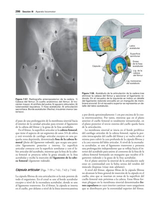 IGURA   Radiografía anteroposterior de la cadera. 1)
Cabeza del fémur; 2) cuello anatómico del fémur; 3) tro-
cánter mayor; 4) sínfisis del pubis; 5) agujero obturador; 6)
tuberosidad isquiática; 7) fosa acetabular; 8) articulación
sacroilíaca. Borde acetabular (flecha); trocánter menor (as-
terisco).
Labio
acetabular
Superficie
semilunar
Grasa
de la fosa
acetabular
Lig. de la
cabeza
del fémur
Lig. transverso
del acetábulo
Cápsula
IGURA   Acetábulo de la articulación de la cadera tras
eliminar la cabeza del fémur y seccionar el ligamento re-
dondo. En el recuadro de la izquierda se indica un detalle
del ligamento redondo envuelto en un manguito de mem-
brana sinovial. En el recuadro superior se representa un de-
talle del labio acetabular.
el paso de una prolongación de la membrana sinovial hacia
el interior de la cavidad articular para revestir el ligamento
de la cabeza del fémur y la grasa de la fosa acetabular.
En el fémur, la superficie articular es la cabeza femoral,
que tiene el aspecto de un segmento de unos 3/4 de esfera
y está revestida de cartílago articular excepto en una pe-
queña zona deprimida, denominada fosa de la cabeza fe-
moral (fosita del ligamento redondo), que ocupa una posi-
ción ligeramente posterior e interna. La superficie
articular contacta con la superficie semilunar y con el la-
bio articular del acetábulo, mientras que la fosa de la cabe-
za femoral se proyecta sobre la grasa situada en la fosa
acetabular y recibe la inserción del ligamento de la cabe-
za femoral (ligamento redondo).
Cápsula articular (Figs. 7-59 a 7-61, 7-63 y 7-64)
La cápsula fibrosa de esta articulación es la más potente de
todo el organismo. En el coxal se une al borde acetabular
excepto a nivel de la escotadura acetabular, donde se une
al ligamento transverso. En el fémur, la cápsula se inserta
en el cuello, por delante a nivel de la línea intertrocantérea
y por detrás aproximadamente 1 cm por encima de la cres-
ta intertrocantérea. Por tanto, mientras que en el plano
anterior el cuello femoral es totalmente intraarticular, en
el plano posterior el tercio externo del cuello queda fuera
de la articulación.
La membrana sinovial se inicia en el borde periférico
del cartílago articular de la cabeza femoral, tapiza la por-
ción intracapsular del cuello del fémur y se vuelve sobre sí
misma para cubrir la cara profunda de la cápsula fibrosa y
a la cara externa del labio articular. A nivel de la escotadu-
ra acetabular, se une al ligamento transverso y presenta
una prolongación independiente que se refleja hacia el in-
terior del acetábulo para unirse al contorno de la fosa de la
cabeza femoral formando un manguito que recubre el li-
gamento redondo y la grasa de la fosa acetabular.
En el plano anterior la sinovial de la articulación suele
estar en continuidad con la bolsa serosa del tendón del
músculo iliopsoas (véase más adelante).
A nivel del fémur, algunas fibras de la cápsula fibrosa
no alcanzan la línea general de inserción de la cápsula en el
cuello, sino que se insertan en zonas de la superficie del
cuello femoral más próximas a la cabeza. Estas fibras for-
man pliegues en la membrana sinovial denominados fre-
nos capsulares en cuyo interior caminan vasos sanguíneos
que se distribuyen por la extremidad superior del fémur.
 3ECCIØN ))) Aparato locomotor
 