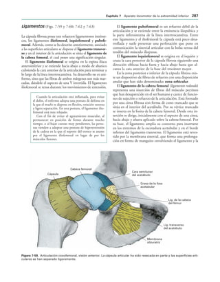 Cara semilunar
del acetábulo
Grasa de la fosa
acetabular
Lig. de la cabeza
del fémur
Lig. transverso
del acetábulo
Membrana
obturatriz
Cabeza femoral
Cápsula
IGURA   Articulación coxofemoral, visión anterior. La cápsula articular ha sido resecada en parte y las superficies arti-
culares se han separado ligeramente.
Ligamentos (Figs. 7-59 y 7-60; 7-62 y 7-63)
La cápsula fibrosa posee tres refuerzos ligamentosos intrínse-
cos, los ligamentos iliofemoral, isquiofemoral y pubofe-
moral. Además, como se ha descrito anteriormente, asociado
a las superficies articulares se dispone el ligamento transver-
so y en el interior de la articulación se sitúa el ligamento de
la cabeza femoral, el cual posee una significación singular.
El ligamento iliofemoral se origina en la espina ilíaca
anteroinferior y se extiende hacia abajo a modo de abanico
cubriendo la cara anterior de la articulación para terminar a
lo largo de la línea intertrocantérea. Su desarrollo no es uni-
forme, sino que las fibras de ambos márgenes son más mar-
cadas, dándole el aspecto de una Y invertida. El ligamento
iliofemoral se tensa durante los movimientos de extensión.
Cuando la articulación está inflamada, para evitar
el dolor, el enfermo adopta una postura de defensa en
la que el muslo se dispone en flexión, rotación externa
y ligera separación. En esta postura, el ligamento ilio-
femoral está más relajado.
Con el fin de evitar el agotamiento muscular, al
permanecer en posición de firmes durante mucho
tiempo, o al bajar cuestas muy pendientes, las perso-
nas tienden a adoptar una postura de hiperextensión
de la cadera en la que el soporte del tronco se asume
por el ligamento iliofemoral en lugar de por los
músculos flexores.
El ligamento pubofemoral es un refuerzo débil de la
articulación y se extiende entre la eminencia iliopúbica y
la parte inferointerna de la línea intertrocantérea. Entre
este ligamento y el iliofemoral la cápsula está poco desa-
rrollada y suele presentar una perforación que pone en
comunicación la sinovial articular con la bolsa serosa del
tendón del músculo iliopsoas.
El ligamento isquiofemoral se origina en el isquión y
cruza la cara posterior de la cápsula fibrosa siguiendo una
dirección oblicua hacia fuera y hacia abajo hasta que al-
canza la cara anterior de la base del trocánter mayor.
En la zona posterior e inferior de la cápsula fibrosa exis-
te un dispositivo de fibras de refuerzo con una disposición
anular que han sido denominadas zona orbicular.
El ligamento de la cabeza femoral (ligamento redondo)
representa una inserción de fibras del músculo pectíneo
que han desaparecido en el ser humano y carece de funcio-
nes de sujeción o refuerzo de la articulación. Está formado
por una cinta fibrosa con forma de cono truncado que se
sitúa en el interior del acetábulo. Por su vértice truncado
se inserta en la fosita de la cabeza femoral. Desde esta in-
serción se dirige, inicialmente con el aspecto de una cinta,
hacia abajo y afuera aplicado sobre la cabeza femoral. Por
su base, el ligamento amplia su contorno para insertarse
en los extremos de la escotadura acetabular y en el borde
inferior del ligamento transverso. El ligamento está reves-
tido por la membrana sinovial, que forma una prolonga-
ción en forma de manguito envolviendo el ligamento y la
#APÓTULO  Aparato locomotor de la extremidad inferior 
 