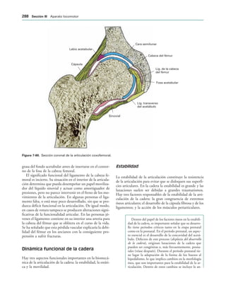 Cara semilunar
Cabeza del fémur
Lig. de la cabeza
del fémur
Fosa acetabular
Lig. transverso
del acetábulo
Sinovial
Cápsula
Labio acetabular
IGURA   Sección coronal de la articulación coxofemoral.
grasa del fondo acetabular antes de insertarse en el contor-
no de la fosa de la cabeza femoral.
El significado funcional del ligamento de la cabeza fe-
moral es incierto. Su situación en el interior de la articula-
ción determina que pueda desempeñar un papel moviliza-
dor del líquido sinovial y actuar como amortiguador de
presiones, pero no parece intervenir en el freno de los mo-
vimientos de la articulación. En algunas personas el liga-
mento falta, o está muy poco desarrollado, sin que se pro-
duzca déficit funcional en la articulación. De igual modo,
en casos de rotura tampoco se producen alteraciones signi-
ficativas de la funcionalidad articular. En las personas jó-
venes el ligamento contiene en su interior una arteria para
la cabeza del fémur que se oblitera en el curso de la vida.
Se ha señalado que esta pérdida vascular explicaría la debi-
lidad del fémur en los ancianos con la consiguiente pro-
pensión a sufrir fracturas.
Dinámica funcional de la cadera
Hay tres aspectos funcionales importantes en la biomecá-
nica de la articulación de la cadera: la estabilidad, la estáti-
ca y la movilidad.
Estabilidad
La estabilidad de la articulación constituye la resistencia
de la articulación para evitar que se disloquen sus superfi-
cies articulares. En la cadera la estabilidad es grande y las
luxaciones suelen ser debidas a grandes traumatismos.
Hay tres factores responsables de la estabilidad de la arti-
culación de la cadera: la gran congruencia de extremos
óseos articulares; el desarrollo de la cápsula fibrosa y de los
ligamentos; y la acción de los músculos periarticulares.
Dentro del papel de los factores óseos en la estabili-
dad de la cadera, es importante señalar que su desarro-
llo tiene periodos críticos tanto en la etapa prenatal
como en la posnatal. En el período prenatal, un aspec-
to esencial es el desarrollo de la concavidad del acetá-
bulo. Defectos de este proceso (displasia del desarrollo
de la cadera), originan luxaciones de la cadera que
pueden ser congénitas o, más frecuentemente, posna-
tales (véase después). Durante el período posnatal tie-
ne lugar la adaptación de la forma de los huesos al
bipedalismo, lo que implica cambios en la morfología
ósea, que son importantes para la estabilidad de la ar-
ticulación. Dentro de estos cambios se incluye la an-
 3ECCIØN ))) Aparato locomotor
 