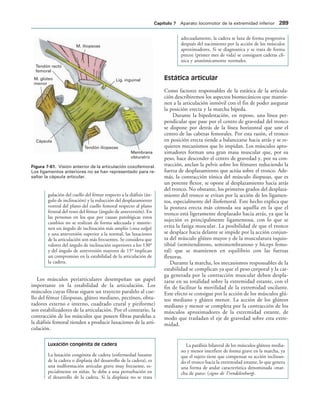 Lig. inguinal
M. iliopsoas
Membrana
obturatriz
Tendón iliopsoas
Cápsula
M. glúteo
menor
Tendón recto
femoral
IGURA   Visión anterior de la articulación coxofemoral.
Los ligamentos anteriores no se han representado para re-
saltar la cápsula articular.
gulación del cuello del fémur respecto a la diáfisis (án-
gulo de inclinación) y la reducción del desplazamiento
ventral del plano del cuello femoral respecto al plano
frontal del resto del fémur (ángulo de anteversión). En
las personas en los que por causas patológicas estos
cambios no se realizan de forma adecuada y mantie-
nen un ángulo de inclinación más amplio (coxa valga)
y una anteversión superior a la normal, las luxaciones
de la articulación son más frecuentes. Se considera que
valores del ángulo de inclinación superiores a los 130°
y del ángulo de anteversión mayores de 15° implican
un compromiso en la estabilidad de la articulación de
la cadera.
Los músculos periarticulares desempeñan un papel
importante en la estabilidad de la articulación. Los
músculos cuyas fibras siguen un trayecto paralelo al cue-
llo del fémur (iliopsoas, glúteo mediano, pectíneo, obtu-
radores externo e interno, cuadrado crural y piriforme)
son estabilizadores de la articulación. Por el contrario, la
contracción de los músculos que poseen fibras paralelas a
la diáfisis femoral tienden a producir luxaciones de la arti-
culación.
Luxación congénita de cadera
La luxación congénita de cadera (enfermedad luxante
de la cadera o displasia del desarrollo de la cadera), es
una malformación articular grave muy frecuente, es-
pecialmente en niñas. Se debe a una perturbación en
el desarrollo de la cadera. Si la displasia no se trata
adecuadamente, la cadera se luxa de forma progresiva
después del nacimiento por la acción de los músculos
aproximadores. Si se diagnostica y se trata de forma
precoz (primer mes de vida) se consiguen caderas clí-
nica y anatómicamente normales.
Estática articular
Como factores responsables de la estática de la articula-
ción describiremos los aspectos biomecánicos que mantie-
nen a la articulación inmóvil con el fin de poder asegurar
la posición erecta y la marcha bípeda.
Durante la bipedestación, en reposo, una línea per-
pendicular que pase por el centro de gravedad del tronco
se dispone por detrás de la línea horizontal que une el
centro de las cabezas femorales. Por esta razón, el tronco
en posición erecta tiende a balancearse hacia atrás y se re-
quieren mecanismos que lo impidan. Los músculos apro-
ximadores forman una gran masa muscular que, por su
peso, hace descender el centro de gravedad y, por su con-
tracción, anclan la pelvis sobre los fémures reduciendo la
fuerza de desplazamiento que actúa sobre el tronco. Ade-
más, la contracción tónica del músculo iliopsoas, que es
un potente flexor, se opone al desplazamiento hacia atrás
del tronco. No obstante, los primeros grados del desplaza-
miento del tronco se evitan por la acción de los ligamen-
tos, especialmente del iliofemoral. Este hecho explica que
la postura erecta más cómoda sea aquélla en la que el
tronco está ligeramente desplazado hacia atrás, ya que la
sujeción es principalmente ligamentosa, con lo que se
evita la fatiga muscular. La posibilidad de que el tronco
se desplace hacia delante se impide por la acción conjun-
ta del músculo glúteo mayor y de la musculatura isquio-
tibial (semitendinoso, semimembranoso y bíceps femo-
ral) que se mantienen en equilibrio con las fuerzas
flexoras.
Durante la marcha, los mecanismos responsables de la
estabilidad se complican ya que el peso corporal y la car-
ga generada por la contracción muscular deben despla-
zarse en su totalidad sobre la extremidad estante, con el
fin de facilitar la movilidad de la extremidad oscilante.
Este efecto se consigue por la acción de los músculos glú-
teo mediano y glúteo menor. La acción de los glúteos
mediano y menor se completa por la contracción de los
músculos aproximadores de la extremidad estante, de
modo que trasladan el eje de gravedad sobre esta extre-
midad.
La parálisis bilateral de los músculos glúteos media-
no y menor interfiere de forma grave en la marcha, ya
que el sujeto tiene que compensar su acción inclinan-
do el tronco hacia la extremidad estante, lo que genera
una forma de andar característica denominada «mar-
cha de pato» (signo de Trendelenburg).
#APÓTULO  Aparato locomotor de la extremidad inferior 
 