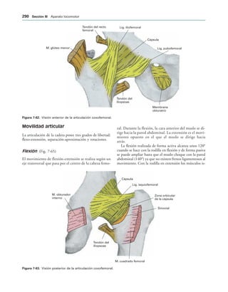 Membrana
obturatriz
Tendón del
iliopsoas
Lig. pubofemoral
Cápsula
Lig. iliofemoral
Tendón del recto
femoral
M. glúteo menor
IGURA   Visión anterior de la articulación coxofemoral.
Lig. isquiofemoral
Cápsula
Zona orbicular
de la cápsula
Sinovial
M. cuadrado femoral
Tendón del
iliopsoas
M. obturador
interno
IGURA   Visión posterior de la articulación coxofemoral.
Movilidad articular
La articulación de la cadera posee tres grados de libertad:
flexo-extensión, separación-aproximación y rotaciones.
Flexión (Fig. 7-65)
El movimiento de flexión-extensión se realiza según un
eje transversal que pasa por el centro de la cabeza femo-
ral. Durante la flexión, la cara anterior del muslo se di-
rige hacia la pared abdominal. La extensión es el movi-
miento opuesto en el que el muslo se dirige hacia
atrás.
La flexión realizada de forma activa alcanza unos 120°
cuando se hace con la rodilla en flexión y de forma pasiva
se puede ampliar hasta que el muslo choque con la pared
abdominal (140°) ya que no existen frenos ligamentosos al
movimiento. Con la rodilla en extensión los músculos is-
 3ECCIØN ))) Aparato locomotor
 