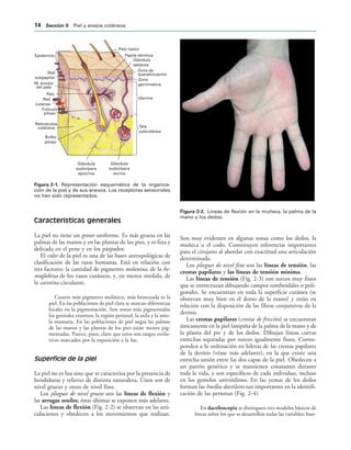 Pelo (tallo)
Papila dérmica
Glándula
sebácea
Zona de
queratinización
Zona
germinativa
Dermis
Tela
subcutánea
Glándula
sudorípara
ecrina
Glándula
sudorípara
apocrina
Bulbo
piloso
Retináculos
cutáneos
Folículo
piloso
Red
cutánea
Raíz
M. erector
del pelo
Red
subpapilar
Epidermis
IGURA   Representación esquemática de la organiza-
ción de la piel y de sus anexos. Los receptores sensoriales
no han sido representados.
IGURA   Líneas de flexión en la muñeca, la palma de la
mano y los dedos.
Características generales
La piel no tiene un grosor uniforme. Es más gruesa en las
palmas de las manos y en las plantas de los pies, y es fina y
delicada en el pene y en los párpados.
El color de la piel es una de las bases antropológicas de
clasificación de las razas humanas. Está en relación con
tres factores: la cantidad de pigmento melanina, de la he-
moglobina de los vasos cutáneos, y, en menor medida, de
la carotina circulante.
Cuanto más pigmento melánico, más bronceada es la
piel. En las poblaciones de piel clara se marcan diferencias
locales en la pigmentación. Son zonas más pigmentadas
los genitales externos, la región perianal, la axila y la aréo-
la mamaria. En las poblaciones de piel negra las palmas
de las manos y las plantas de los pies están menos pig-
mentadas. Parece, pues, claro que estos son rasgos evolu-
tivos marcados por la exposición a la luz.
Superficie de la piel
La piel no es lisa sino que se caracteriza por la presencia de
hendiduras y relieves de distinta naturaleza. Unos son de
nivel grueso y otros de nivel fino.
Los pliegues de nivel grueso son las líneas de flexión y
las arrugas seniles; éstas últimas se exponen más adelante.
Las líneas de flexión (Fig. 2-2) se observan en las arti-
culaciones y obedecen a los movimientos que realizan.
Son muy evidentes en algunas zonas como los dedos, la
muñeca o el codo. Constituyen referencias importantes
para el cirujano al abordar con exactitud una articulación
determinada.
Los pliegues de nivel fino son las líneas de tensión, las
crestas papilares y las líneas de tensión mínima.
Las líneas de tensión (Fig. 2-3) son surcos muy finos
que se entrecruzan dibujando campos romboidales o poli-
gonales. Se encuentran en toda la superficie cutánea (se
observan muy bien en el dorso de la mano) y están en
relación con la disposición de las fibras conjuntivas de la
dermis.
Las crestas papilares (crestas de fricción) se encuentran
únicamente en la piel lampiña de la palma de la mano y de
la planta del pie y de los dedos. Dibujan líneas curvas
estrechas separadas por surcos igualmente finos. Corres-
ponden a la ordenación en hileras de las crestas papilares
de la dermis (véase más adelante), en la que existe una
estrecha unión entre las dos capas de la piel. Obedecen a
un patrón genético y se mantienen constantes durante
toda la vida, y son específicos de cada individuo, incluso
en los gemelos univitelinos. En las yemas de los dedos
forman las huellas dactilares tan importantes en la identifi-
cación de las personas (Fig. 2-4).
En dactiloscopia se distinguen tres modelos básicos de
líneas sobre los que se desarrollan todas las variables: basi-
 3ECCIØN )) Piel y anejos cutáneos
 