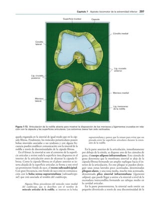 154017468-Anatomia-Humana-Garcia-Porrero-pdf.pdf