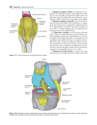 154017468-Anatomia-Humana-Garcia-Porrero-pdf.pdf