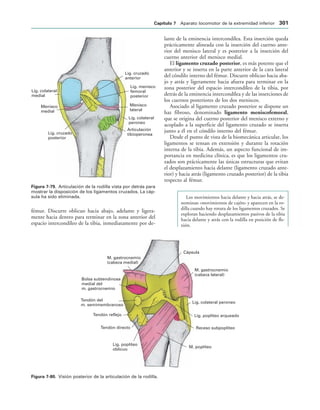 154017468-Anatomia-Humana-Garcia-Porrero-pdf.pdf