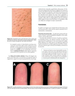 IGURA   Superficie de la piel del dorso de la mano con
las líneas de tensión dibujando campos poligonales. Nóte-
se cómo el pelo emerge por las líneas de tensión.
IGURA   Huellas dactilares. La convergencia de los tres sistemas básicos de líneas (crestas) papilares da lugar a la forma-
ción de unas figuras denominadas Deltas. Hay tres tipos fundamentales de dactilogramas: A: adelto; B: bidelto; C: monodelto.
lar, marginal y nuclear. La línea basilar es una línea trans-
versal que va de borde radial a borde cubital de la yema
del dedo. La línea marginal contornea el pulpejo forman-
do un arco. La nuclear está encerrada entre las anteriores;
puede ser en círculo o en asa y puede faltar. En la triso-
mía 21 (síndrome de Down) existen algunas variaciones
características de los patrones de las crestas papilares.
Las líneas de tensión mínima (líneas de Langer) son
surcos muy finos que se encuentran en la piel de todo el
organismo y siguen un trayecto perpendicular al eje longi-
tudinal de los músculos superficiales subyacentes. Se for-
man por la disposición de los haces colágenos de la dermis y
por la acción de los músculos. Son fáciles de reconocer en el
rostro, donde se producen por la contracción repetida de
los músculos de la mímica. En otras zonas corporales se
hacen patentes al incidir la piel. Son de gran utilidad para el
cirujano, sobre todo en cirugía plástica, pues las incisiones
deben seguir el trayecto de estas líneas o ser paralelas a ellas
con objeto de conseguir la mejor cicatrización.
Funciones
La piel es un órgano que cumple diversas funciones; unas
son de protección y otras son de carácter sensorial, de co-
municación e inmunitaria.
Funciones de protección. La piel ejerce protección me-
cánica, térmica, contra la pérdida de líquidos, de las radia-
ciones y de las infecciones.
La protección mecánica convierte a la piel en una barre-
ra inmediata frente a los agentes externos. Se debe a la
queratina de la epidermis y a las secreciones de las glán-
dulas sebáceas, las cuales ejercen un papel de engrase de
la piel. Esta barrera es elástica gracias a las fibras conjun-
tivas de la dermis que le dota de movilidad y resistencia a
la tracción.
Aunque esta barrera es muy impermeable (no pene-
tra el agua), la piel tiene cierta capacidad de absorción
de sustancias como las pomadas, las cremas o el azufre
de las aguas sulfurosas termales. Gracias a esta capaci-
dad, se pueden utilizar «parches adhesivos» impregna-
dos en hormonas (como estrógenos en la menopausia)
o nicotina para la deshabituación del tabaquismo.
#APÓTULO  Piel y anejos cutáneos 
 