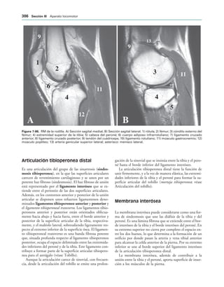 154017468-Anatomia-Humana-Garcia-Porrero-pdf.pdf