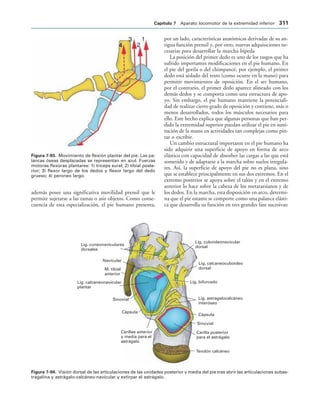 154017468-Anatomia-Humana-Garcia-Porrero-pdf.pdf