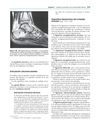 154017468-Anatomia-Humana-Garcia-Porrero-pdf.pdf