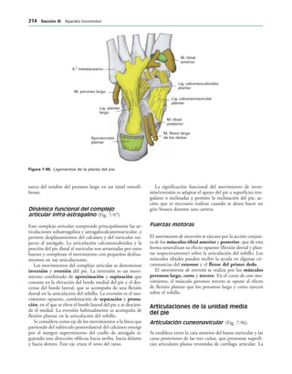154017468-Anatomia-Humana-Garcia-Porrero-pdf.pdf