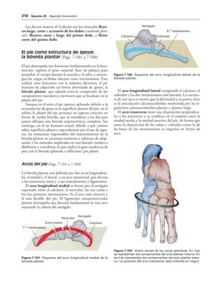 154017468-Anatomia-Humana-Garcia-Porrero-pdf.pdf