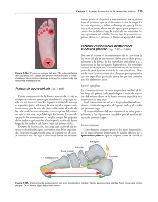 154017468-Anatomia-Humana-Garcia-Porrero-pdf.pdf