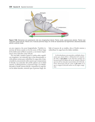 154017468-Anatomia-Humana-Garcia-Porrero-pdf.pdf