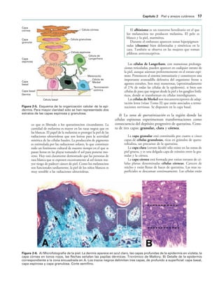 Célula córnea
Célula granulosa
Célula espinosa
Célula de
Langerhans
Melanocito
Célula de
Merkel
Terminación
axónica
Célula basal
Capa
córnea
Capa
granular
Capa
espinosa
Capa
basal
Capa basal
Dermis
IGURA   Esquema de la organización celular de la epi-
dermis. Para mayor claridad sólo se han representado dos
estratos de las capas espinosa y granulosa.
IGURA   A) Microfotografía de la piel. La dermis aparece en azul claro, las capas profundas de la epidermis en violeta, la
capa córnea en tonos rojos, las flechas señalan las papilas dérmicas. Tricrómico de Mallory. B) Detalle de la epidermis
correspondiente a la zona encuadrada en A. Los trazos negros delimitan tres capas, de profundo a superficial: capa basal,
capa espinosa y capa granulosa. Corte semifino.
co que es liberado a los queratinocitos circundantes. La
cantidad de melanina es mayor en las razas negras que en
las blancas. El papel de la melanina es proteger la piel de las
radiaciones ultravioletas que son lesivas para la actividad
mitótica de las células basales. La producción de pigmento
es estimulada por las radiaciones solares, lo que constituye
todo un fenómeno cultural de nuestro tiempo en el que se
pasan horas en las playas tomando el sol para ponerse mo-
reno. Hoy está claramente demostrado que las personas de
raza blanca que se exponen excesivamente al sol tienen ma-
yor riesgo de padecer cáncer de piel. Como los melanocitos
son funcionales tardiamente, la piel de los niños blancos es
muy sensible a las radiaciones ultravioletas.
El albinismo es un trastorno hereditario en el que
los melanocitos no producen melanina. El pelo es
blanco y la piel, marmórea.
Durante el embarazo aparecen zonas hiperpigmen-
tadas (cloasma) bien delimitadas y simétricas en la
cara. También se observa en las mujeres que toman
píldoras anticonceptivas.
Las células de Langerhans, con numerosas prolonga-
ciones reticuladas, pueden aparecer en cualquier estrato de
la piel, aunque asientan preferentemente en el estrato espi-
noso. Pertenecen al sistema inmunitario y constituyen una
importante avanzadilla defensiva del organismo frente a
agentes extraños. Son muy numerosas, (aproximadamente
el 2 % de todas las células de la epidermis), si bien son
células de paso que migran desde la piel a los ganglios linfá-
ticos, donde se transforman en células interdigitantes.
Las células de Merkel son mecanorreceptores de adap-
tación lenta (véase Tomo II) que están asociados a termi-
naciones nerviosas. Se disponen en la capa basal.
b) La zona de queratinización es la región donde las
células espinosas experimentan transformaciones como
consecuencia del depósito progresivo de queratina. Cons-
ta de tres capas: granular, clara y córnea.
La capa granular está constituida por cuatro o cinco
capas de células granulosas, ricas en gránulos de quera-
tohialina, un precursor de la queratina.
La capa clara (estrato lúcido) sólo existe en las zonas de
piel gruesa, y es una delgada capa de tránsito entre la gra-
nular y la córnea.
La capa córnea está formada por varios estratos de cé-
lulas planas denominadas células córneas. Carecen de
núcleo y están llenas de haces de queratina. Las mas su-
perficiales se descaman continuamente. Las células están
#APÓTULO  Piel y anejos cutáneos 
 