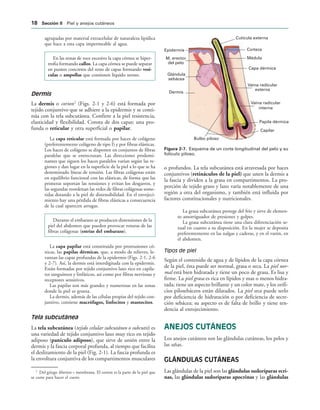 Cutícula externa
Corteza
Médula
Capa dérmica
Vaina radicular
externa
Vaina radicular
interna
Papila dérmica
Capilar
Bulbo piloso
Dermis
Glándula
sebácea
M. erector
del pelo
Epidermis
IGURA   Esquema de un corte longitudinal del pelo y su
folículo piloso.
agrupadas por material extracelular de naturaleza lipídica
que hace a esta capa impermeable al agua.
En las zonas de roce excesivo la capa córnea se hiper-
trofia formando callos. La capa córnea se puede separar
en puntos concretos del resto de capas formando vesí-
culas o ampollas que contienen líquido seroso.
Dermis
La dermis o corion2
(Figs. 2-1 y 2-6) está formada por
tejido conjuntivo que se adhiere a la epidermis y se conti-
núa con la tela subcutánea. Confiere a la piel resistencia,
elasticidad y flexibilidad. Consta de dos capas: una pro-
funda o reticular y otra superficial o papilar.
La capa reticular está formada por haces de colágeno
(preferentemente colágeno de tipo I) y por fibras elásticas.
Los haces de colágeno se disponen en conjuntos de fibras
paralelas que se entrecruzan. Las direcciones predomi-
nantes que siguen los haces paralelos varían según las re-
giones y dan lugar en la superficie de la piel a lo que se ha
denominado líneas de tensión. Las fibras colágenas están
en equilibrio funcional con las elásticas, de forma que las
primeras soportan las tensiones y evitan los desgarros, y
las segundas reordenan las redes de fibras colágenas some-
tidas dotando a la piel de distensibilidad. En el envejeci-
miento hay una pérdida de fibras elásticas a consecuencia
de la cual aparecen arrugas.
Durante el embarazo se producen distensiones de la
piel del abdomen que pueden provocar roturas de las
fibras colágenas (estrías del embarazo).
La capa papilar está constituida por protrusiones có-
nicas, las papilas dérmicas, que, a modo de relieves, le-
vantan las capas profundas de la epidermis (Figs. 2-1, 2-6
y 2-7). Así, la dermis está interdigitada con la epidermis.
Están formadas por tejido conjuntivo laxo rico en capila-
res sanguíneos y linfáticos, así como por fibras nerviosas y
receptores sensitivos.
Las papilas son más grandes y numerosas en las zonas
donde la piel es gruesa.
La dermis, además de las células propias del tejido con-
juntivo, contiene macrófagos, linfocitos y mastocitos.
Tela subcutánea
La tela subcutánea (tejido celular subcutáneo o subcutis) es
una variedad de tejido conjuntivo laxo muy rico en tejido
adiposo (panículo adiposo), que sirve de unión entre la
dermis y la fascia corporal profunda, al tiempo que facilita
el deslizamiento de la piel (Fig. 2-1). La fascia profunda es
la envoltura conjuntiva de los compartimentos musculares
o profundos. La tela subcutánea está atravesada por haces
conjuntivos (retináculos de la piel) que unen la dermis a
la fascia y dividen a la grasa en compartimentos. La pro-
porción de tejido graso y laxo varía notablemente de una
región a otra del organismo, y también está influida por
factores constitucionales y nutricionales.
La grasa subcutánea protege del frío y sirve de elemen-
to amortiguador de presiones y golpes.
La grasa subcutánea tiene una clara diferenciación se-
xual en cuanto a su disposición. En la mujer se deposita
preferentemente en las nalgas y caderas, y en el varón, en
el abdomen.
Tipos de piel
Según el contenido de agua y de lípidos de la capa córnea
de la piel, ésta puede ser normal, grasa o seca. La piel nor-
mal está bien hidratada y tiene un poco de grasa. Es lisa y
firme. La piel grasa es rica en lípidos y mas o menos hidra-
tada; tiene un aspecto brillante y un color mate, y los orifi-
cios pilosebáceos están dilatados. La piel seca puede serlo
por deficiencia de hidratación o por deficiencia de secre-
ción sebácea; su aspecto es de falta de brillo y tiene ten-
dencia al enrojecimiento.
ANEJOS CUTÁNEOS
Los anejos cutáneos son las glándulas cutáneas, los pelos y
las uñas.
GLÁNDULAS CUTÁNEAS
Las glándulas de la piel son las glándulas sudoríparas ecri-
nas, las glándulas sudoríparas apocrinas y las glándulas
2
Del griego khorion = membrana. El corion es la parte de la piel que
se curte para hacer el cuero.
 3ECCIØN )) Piel y anejos cutáneos
 