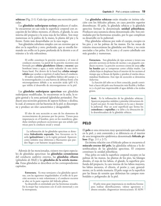 sebáceas (Fig. 2-1). Cada tipo produce una secreción parti-
cular.
Las glándulas sudoríparas ecrinas producen el sudor.
Se encuentran en casi toda la superficie corporal con ex-
cepción de los labios menores, el clítoris, el glande, la cara
interna del prepucio y la zona roja de los labios. Son muy
numerosas en la palma de la mano, la planta del pie y la
frente. Están más desarrolladas en la raza negra.
Son glándulas tubulares simples con un extremo que se
abre en la superficie y otro, profundo, que se enrolla for-
mando un ovillo en la parte profunda de la dermis o en el
tránsito a la tela subcutánea.
El ovillo constituye la porción secretora y el resto el
conducto excretor. La pared de la porción excretora está
formada por células glandulares (claras y oscuras) que
bombean iones y agua, y están rodeadas de una mem-
brana basal. Por dentro de la basal hay células mioepi-
teliales que ayudan a exprimir el sudor hacia el conducto.
El sudor contribuye al equilibrio hídrico del cuerpo y a
la termorregulación y es una barrera de defensa frente a los
microorganismos debido a su secreción ácida (pH 4.5),
que inhibe el desarrollo de microorganismos en la piel.
Las glándulas sudoríparas apocrinas son glándulas
sudoríparas modificadas. Se encuentran en la axila, la re-
gión genital y la zona perianal (glándulas perianales). Pro-
ducen una secreción grasienta de aspecto lechoso y alcalina,
la cual, al contacto con las bacterias de la piel, se descompo-
ne y produce un olor característico y desagradable.
El olor de esta secreción es uno de los elementos de
reconocimiento de personas por los perros. Tienen poca
importancia en el hombre, pero en los mamíferos, glán-
dulas similares producen secreciones que son señales quí-
micas para la conducta social y sexual.
La inflamación de las glándulas apocrinas se deno-
mina hidradenitis supurada. Son frecuentes en la
axila (golondrinos) y en la región perianal. Aparecen
como nódulos muy dolorosos y fluctuantes que pue-
den llegar a ser bastante incapacitantes.
Además de las mencionadas, existen tres tipos especia-
les de glándulas apocrinas: las glándulas ceruminosas
del conducto auditivo externo, las glándulas ciliares
(glándulas de Moll) y las glándulas de la aréola mama-
ria. Estas glándulas se describen en los correspondientes
capítulos.
Estructura. Es muy semejante a las glándulas apocri-
nas, con las siguientes singularidades: el ovillo de la por-
ción secretora es más voluminoso y el conducto excretor
se abre en la parte superior del folículo piloso.
Su desarrollo es estimulado por las hormonas sexuales.
En la mujer hay variaciones con el ciclo menstrual y con
la menopausia.
Las glándulas sebáceas están situadas en íntima rela-
ción con los folículos pilosos, en cuya porción superior
desembocan. El pelo, la glándula sebácea y la glándula
apocrina forman la denominada unidad pilosebácea.
Producen una sustancia oleosa denominada sebo. Son esti-
muladas por las hormonas sexuales, por lo que completan
su desarrollo en la pubertad.
Hay glándulas sebáceas por todo el cuerpo, excepto en
los pies y en las palmas de las manos. En las zonas de
tránsito mucocutáneas las glándulas son libres y no están
asociadas a los pelos. En la cara y el cuero cabelludo son
más grandes y numerosas.
Estructura. Son glándulas de tipo acinoso y tienen una
porción secretora en forma de racimo y un pequeño con-
ducto excretor. La porción secretora consta de unas célu-
las basales que se comportan como células madre. Las
células hijas se desplazan hacia el interior de los racimos al
tiempo que se llenan de lípidos y pierden el núcleo desca-
mándose finalmente. Este tipo de secreción se denomina
holocrina.
La función del sebo no es bien conocida, puede contri-
buir a hacer del pelo una formación más flexible y brillan-
te y a la piel mas impermeable al agua debido a los ácidos
grasos.
Acné. Es la inflamación de las glándulas sebáceas.
Aparecen pequeños nódulos y pústulas (elevaciones de
la piel con pus). Es más frecuente en la cara y durante
la pubertad. Hay un acné superficial que forma los
comedones o espinillas y se debe a la obturación de
la desembocadura de la glándula sebácea.
PELO
El pelo es una estructura muy queratinizada que sobresale
en la piel, y está contenida y se diferencia en el interior
de una invaginación epidérmica denominada folículo pi-
loso (Figs. 2-1 y 2-7).
En íntima relación con el folículo piloso se encuentra el
músculo erector del pelo, las glándulas sebáceas y la de-
sembocadura de las glándulas apocrinas. El conjunto
constituye la unidad pilosebácea.
Hay pelos en toda la superficie corporal excepto en las
palmas de las manos, las plantas de los pies, las falanges
distales, el rojo de los labios, el glande, la superficie pro-
funda del prepucio, la cara interna de los labios mayores,
los labios menores, el clítoris, el pezón y, casi, general-
mente, en la aréola mamaria. El pelo surge en la superficie
por las líneas de tensión que delimitan los campos rom-
boidales o poligonales de la piel.
El pelo tiene gran importancia en medicina forense
para realizar identificaciones, valorar agresiones o
abusos sexuales, diagnosticar intoxicaciones. El ADN
#APÓTULO  Piel y anejos cutáneos 
 