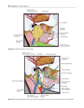 154017468-Anatomia-Humana-Garcia-Porrero-pdf.pdf