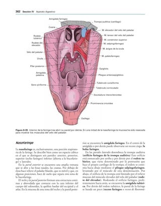 154017468-Anatomia-Humana-Garcia-Porrero-pdf.pdf
