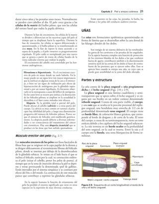 Hiponiquio
Dermis
Falange distal
Capa
cornificada
Lecho ungueal
Matriz ungueal
Raíz de la placa
ungueal Eponiquio
Placa ungueal
(cuerpo)
IGURA   Esquema de un corte longitudinal a través de la
uña y el lecho ungueal.
durar cinco años y las pestañas unos meses. Normalmente
se pierden cien cabellos al día. El pelo crece gracias a las
células de la matriz del bulbo piloso, que son las células
del estrato basal que rodea la papila dérmica.
Durante la fase de crecimiento, las células de la matriz
se dividen y diferencian en las sucesivas capas del pelo al
tiempo que se desplazan hacia la superficie. Durante la
fase de transición, las células se siguen diferenciando y
queratinizando, y el bulbo piloso se va transformando en
una maza. En la fase de reposo la maza asciende y se
separa de la papila, y el pelo «muerto» es progresivamente
expulsado. El pelo caído es reemplazado por uno nuevo
que se genera a partir de restos de células basales de la
vaina radicular externa que rodean la papila.
El crecimiento del cabello está controlado por las hor-
monas androgénicas.
Hirsutismo o hipertricosis. Es el crecimiento exce-
sivo de pelo en zonas donde no suele haberlo. En la
mujer puede ser un signo leve (sin mayor importancia
que la estética) en algunas zonas de la cara y el entrece-
jo, o bien ser un signo de virilización por efecto de
hipersecreción de andrógenos por la glándula supra-
rrenal o por un tumor hipofisario. Es frecuente obser-
varlo en la menopausia a causa del déficit de estrógenos.
En los casos leves se recurre por estética a la destrucción
de los folículos pilosos; se emplean en la actualidad la
electrólisis o el láser como métodos más eficaces.
Alopecia. Es la pérdida total o parcial del pelo.
Puede afectar al cabello (calvicie) o a otras partes del
cuerpo. La calvicie es muy común en varones; al prin-
cipio hay debilidad del pelo, y luego una disminución
progresiva del número de folículos pilosos. Parece ser
que el número de folículos está establecido genética-
mente. La alopecia puede deberse a diversas enferme-
dades o ser consecuencia del tratamiento del cáncer
con citostáticos. Hay una alopecia cicatricial que se
produce en las áreas que han sufrido quemaduras.
Músculo erector del pelo (Fig. 2-7)
Los músculos erectores de los pelos son finos fascículos de
fibras lisas que se originan en la capa papilar de la dermis y
se dirigen oblicuamente al revestimiento fibroso del folículo
piloso, donde se insertan por debajo de la desembocadura
de la glándula sebácea. Se sitúan en el lado hacia el que se
inclina el folículo, razón por la cual, su contracción endere-
za el pelo (erizar el cabello, poner los pelos de punta), al
tiempo que en la zona de inserción dérmica la piel se depri-
me y retrae provocando la denominada «piel de gallina».
Están inervados por el sistema simpático y se contraen por
efecto del frío o del miedo. La contracción de este músculo
parece que contribuye a exprimir las glándulas sebáceas.
En la especie humana la función de erizamiento del
pelo ha perdido el enorme significado que tiene en otras
especies en la expresión de muy diversas conductas.
Están ausentes en las cejas, las pestañas, la barba, las
vibrisas y los pelos del conducto auditivo externo.
UÑAS
Las uñas son formaciones epidérmicas queratinizadas en
forma de lámina que se desarrollan sobre la cara dorsal de
las falanges distales de los dedos.
Son vestigio de un sistema defensivo de los vertebrados:
las garras de los carnívoros o las pezuñas de los ungulados.
En la especie humana cumplen una función de protección
de los extremos blandos de los dedos a los que confieren
fuerza de agarre; contribuyen también a la discriminación
sensitiva táctil de las yemas de los dedos al hacer de contra-
fuerte de las presiones que se ejercen sobre ellas. Esto se
aprecia bien cuando se extirpa una uña, en cuyo caso se
pierde gran sensibilidad en la yema del dedo afectado.
Partes y estructura
La uña consta de la placa ungueal o uña propiamente
dicha y el lecho ungueal (Figs. 2-8 y 2-9).
La placa ungueal es una lámina cuadrilátera y semi-
transparente que se apoya sobre el lecho ungueal y se en-
gasta por sus bordes en un rodete cutáneo denominado
reborde ungueal. Consta de una parte visible, el cuerpo,
y una raíz que se oculta en la porción proximal del replie-
gue ungueal, una hendidura muy estrecha de 1/2 cm de
profundidad denominada seno ungueal. El cuerpo tiene
un borde libre, de coloración blanco grisácea, que corres-
ponde al borde de desgaste y de corte de la uña. El resto
del cuerpo, a causa de su semitransparencia, tiene un tono
rosáceo debido a los capilares del lecho ungueal subyacen-
te. La raíz termina en un borde oculto en la profundidad
del seno ungueal, en la cual se inserta. Entre la raíz y el
cuerpo está la lúnula, una zona blanquecina de forma se-
milunar.
#APÓTULO  Piel y anejos cutáneos 
 