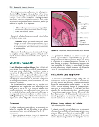 154017468-Anatomia-Humana-Garcia-Porrero-pdf.pdf