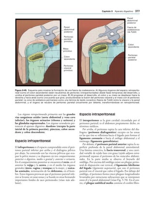 154017468-Anatomia-Humana-Garcia-Porrero-pdf.pdf