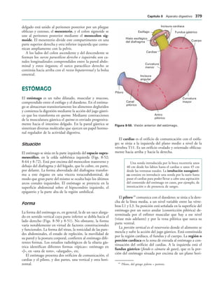 154017468-Anatomia-Humana-Garcia-Porrero-pdf.pdf