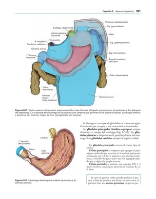 154017468-Anatomia-Humana-Garcia-Porrero-pdf.pdf