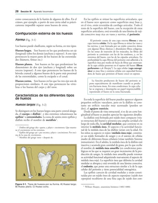 IGURA   Tipos de huesos por su forma. A) Hueso largo.
B) Hueso plano. C) Hueso corto.
como consecuencia de la fusión de algunos de ellos. En el
cráneo, por ejemplo, a partir de una cierta edad es prácti-
camente imposible separar unos huesos de otros.
Configuración externa de los huesos
Forma (Fig. 3-1)
Los huesos puede clasificarse, según su forma, en tres tipos:
Huesos largos. Son huesos en los que predomina un eje
(longitud) sobre los demás (anchura y espesor). A este tipo
pertenecen la mayor parte de los huesos de las extremida-
des (húmero, fémur etc.)
Huesos planos. Son huesos en los que predominan las
dimensiones de dos ejes (anchura y longitud) sobre un
tercero (espesor). A este tipo pertenecen los huesos de la
bóveda craneal y algunos huesos de la parte más proximal
de las extremidades, como la escápula o el coxal.
Huesos cortos. Son huesos en los que los tres ejes son de
proporciones similares. A este tipo pertenecen las vérte-
bras o los huesos del carpo y del tarso.
Características de los diferentes tipos
de huesos
Huesos largos (Fig. 3-2)
Se distinguen en los huesos largos una parte central alarga-
da, el cuerpo o diáfisis1
, y dos extremos voluminosos las
epífisis2
o extremidades. La zona de unión entre epífisis y
diáfisis recibe el nombre de metáfisis3
.
En las epífisis se sitúan las superficies articulares, que
en el hueso seco aparecen como superficies muy lisas y,
en el vivo, están revestidas de cartílago articular. Todo el
resto de la superficie del hueso, con la excepción de estas
superficies articulares, está revestida de una lámina de teji-
do conectivo muy rica en vasos y nervios, el periostio.
El periostio consta de una capa externa fibrosa y una
capa interna celular. En la capa fibrosa se sitúan los vasos y
los nervios, y está formada por un tejido conectivo denso
con algunas fibras elásticas y abundantes fibras colágenas.
En las zonas de inserción de los músculos, las fibras del
periostio se continúan con las de los tendones, y, en los
extremos del hueso, con las de las cápsulas articulares. En
profundidad la capa fibrosa del periostio está adherida a la
superficie ósea por medio de haces de fibras que atravesan-
do la capa celular penetran en el espesor del hueso (fibras
perforantes o de Sharpey4
). La capa celular (capa osteogé-
nica) es muy fina y contiene células con capacidad forma-
dora de hueso que permiten al hueso crecer en espesor.
La función productora de hueso del periostio se
pone especialmente de manifiesto cuando se produ-
cen fracturas óseas. En estas condiciones, la capa celu-
lar se engruesa y desempeña un papel imprescindible
reponiendo el hueso en la zona fracturada.
En toda la superficie del hueso pueden aparecer algunos
pequeños orificios vasculares, pero en la diáfisis es cons-
tante un orificio vascular muy acentuado (pueden ser
dos), el agujero nutricio.
Desde el punto de vista estructural, si se da un corte lon-
gitudinal al hueso se pueden apreciar los siguientes detalles:
La diáfisis está formada por tejido óseo compacto (véa-
se estructura del hueso) y presenta una amplia cavidad a lo
largo de toda ella, la cavidad medular, que contiene en su
interior la médula ósea. El aspecto y la actividad funcio-
nal de la médula ósea de las diáfisis varian con la edad. En
los niños su aspecto es rojizo (médula ósea roja), constitu-
ye un tejido formador de sangre y es el asiento de células
madre de diferentes líneas celulares (véase también Sistema
inmunitario). En el adulto, la médula ósea de la diáfisis está
inactiva y acumula gran cantidad de grasa, por lo que recibe
el nombre de médula ósea amarilla (en condiciones pato-
lógicas en las que se requiere un gran incremento de la pro-
ducción de sangre, la médula ósea amarilla puede retomar
su actividad funcional adquiriendo nuevamente el aspecto de
médula ósea roja). La superficie ósea que delimita la cavidad
medular es abrupta y está revestida de una lámina conectiva,
el endostio, que posee una estructura similar a la de la capa
celular del periostio y tiene potencialidad osteogénica.
Las epífisis carecen de cavidad medular y están consti-
tuidas por un tejido óseo de aspecto esponjoso (tejido óseo
esponjoso) recubierto de una fina capa de tejido óseo com-
1
Diáfisis del griego dia = aparte, y phycis = crecimiento. Que mantie-
ne el crecimiento en los extremos.
2
Epífisis del griego epi = por encima y phycis = crecimiento. Por enci-
ma de la zona de crecimiento.
3
Metáfisis del griego meta = después de.
4
William Sharpey, anatomista británico (1802-1880).
 3ECCIØN ))) Aparato locomotor
 