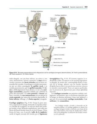 154017468-Anatomia-Humana-Garcia-Porrero-pdf.pdf