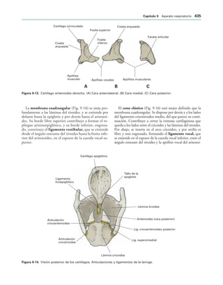 154017468-Anatomia-Humana-Garcia-Porrero-pdf.pdf