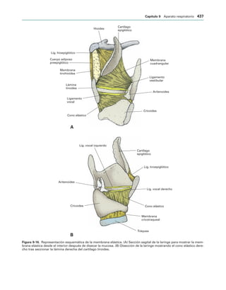 154017468-Anatomia-Humana-Garcia-Porrero-pdf.pdf