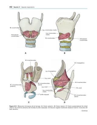 154017468-Anatomia-Humana-Garcia-Porrero-pdf.pdf