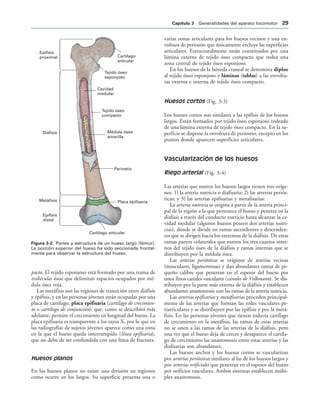 Epífisis
proximal
Diáfisis
Metáfisis
Epífisis
distal
Cartílago articular
Placa epifisaria
Periostio
Tejido óseo
compacto
Médula ósea
amarilla
Cavidad
medular
Tejido óseo
esponjoso
Cartílago
articular
IGURA   Partes y estructura de un hueso largo (fémur).
La porción superior del hueso ha sido seccionada frontal-
mente para observar la estructura del hueso.
pacto. El tejido esponjoso está formado por una trama de
trabéculas óseas que delimitan espacios ocupados por mé-
dula ósea roja.
Las metáfisis son las regiones de transición entre diáfisis
y epífisis, y en las personas jóvenes están ocupadas por una
placa de cartílago, placa epifisaria (cartílago de crecimien-
to o cartílago de conjunción), que, como se describirá más
adelante, permite el crecimiento en longitud del hueso. La
placa epifisaria es transparente a los rayos X, por lo que en
las radiografías de sujetos jóvenes aparece como una zona
en la que el hueso queda interrumpido (línea epifisaria),
que no debe de ser confundida con una línea de fractura.
Huesos planos
En los huesos planos no existe una división en regiones
como ocurre en los largos. Su superficie presenta una o
varias zonas articulares para los huesos vecinos y una en-
voltura de periostio que únicamente excluye las superficies
articulares. Estructuralmente están constituidos por una
lámina externa de tejido óseo compacto que rodea una
zona central de tejido óseo esponjoso.
En los huesos de la bóveda craneal se denomina diploe
al tejido óseo esponjoso y láminas (tablas) a las envoltu-
ras externa e interna de tejido óseo compacto.
Huesos cortos (Fig. 3-3)
Los huesos cortos son similares a las epífisis de los huesos
largos. Están formados por tejido óseo esponjoso rodeado
de una lámina externa de tejido óseo compacto. En la su-
perficie se dispone la envoltura de periostio, excepto en los
puntos donde aparecen superficies articulares.
Vascularización de los huesos
Riego arterial (Fig. 3-4)
Las arterias que nutren los huesos largos tienen tres oríge-
nes: 1) la arteria nutricia o diafisaria; 2) las arterias periós-
ticas; y 3) las arterias epifisarias y metafisarias.
La arteria nutricia se origina a partir de la arteria princi-
pal de la región a la que pertenece el hueso y penetra en la
diáfisis a través del conducto nutricio hasta alcanzar la ca-
vidad medular (algunos huesos poseen dos arterias nutri-
cias), donde se divide en ramas ascendentes y descenden-
tes que se dirigen hacia los extremos de la diáfisis. De estas
ramas parten colaterales que nutren los tres cuartos inter-
nos del tejido óseo de la diáfisis y ramas internas que se
distribuyen por la médula ósea.
Las arterias periósticas se originan de arterias vecinas
(musculares, ligamentosas) y dan abundantes ramas de pe-
queño calibre que penetran en el espesor del hueso por
unos finos canales vasculares (canales de Volkmann). Se dis-
tribuyen por la parte más externa de la diáfisis y establecen
abundantes anastomosis con las ramas de la arteria nutricia.
Las arterias epifisarias y metafisarias proceden principal-
mente de las arterias que forman las redes vasculares pe-
riarticulares y se distribuyen por las epífisis y por la metá-
fisis. En las personas jóvenes que tienen todavía cartílago
de crecimiento en la metáfisis, las ramas de estas arterias
no se unen a las ramas de las arterias de la diáfisis, pero
una vez que el hueso deja de crecer y desaparece el cartíla-
go de crecimiento las anastomosis entre estas arterias y las
diafisarias son abundantes.
Las huesos anchos y los huesos cortos se vascularizan
por arterias periósticas similares al las de los huesos largos y
por arterias orificiales que penetran en el espesor del hueso
por orificios vasculares. Ambos sistemas establecen múlti-
ples anastomosis.
#APÓTULO  Generalidades del aparato locomotor 
 