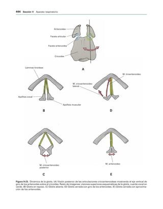 154017468-Anatomia-Humana-Garcia-Porrero-pdf.pdf