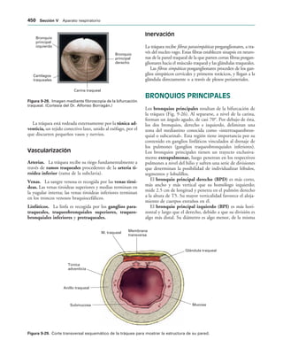 154017468-Anatomia-Humana-Garcia-Porrero-pdf.pdf