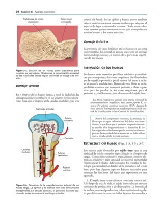 Tejido óseo
compacto
Trabéculas de tejido
esponjoso
IGURA   Sección de un hueso corto (calcáneo) para
mostrar su estructura. Obsérvese la organización espacial
de las trabéculas óseas según las líneas de carga y de ten-
sión.
Cartílago articular
Arteria
epifisaria
Periostio
Cavidad
medular Arteria
perióstica
Arteria
nutricia
IGURA   Esquema de la vascularización arterial de un
hueso largo. La epífisis y la diáfisis han sido seccionadas
frontalmente. En el lado derecho, el periostio ha sido sec-
cionado antes de unirse al cartílago articular.
Drenaje venoso
En el interior de los huesos largos, a nivel de la diáfisis, las
venas poscapilares confluyen en un colector venoso de pa-
redes finas que se dispone en la cavidad medular (gran seno
central del hueso). En las epífisis y huesos cortos también
existen unas formaciones venosas similares que adoptan el
aspecto de lagos o sinusoides venosos. Desde estos colec-
tores venosos parten numerosas venas que acompañan en
sentido inverso a los vasos arteriales.
Drenaje linfático
La presencia de vasos linfáticos en los huesos es un tema
controvertido. En general, se admite que existe un drenaje
linfático del periostio y, al menos, de la parte más superfi-
cial de los huesos.
Inervación de los huesos
Los huesos están inervados por fibras mielínicas y amielíni-
cas que acompañan a los vasos sanguíneos distribuyéndose
por la superficie perióstica, por el espesor del hueso e inclu-
so alcanzan la médula ósea. Dentro de estas fibras se inclu-
yen fibras sensitivas que inervan al periostio y fibras vegeta-
tivas para las paredes de los vasos sanguíneos, para el
periostio y, posiblemente, para elementos del tejido óseo.
Las fibras vegetativas utilizan una amplia variedad de
neurotransmisores peptídicos, tales como péptido Y, sus-
tancia P y péptido intestinal vasoactivo (VIP); algunos de
éstos parecen desempeñar un papel importante en el con-
trol de la osificación (véase Control de la osificación).
Dentro del componente sensitivo, la presencia de
fibras que recogen información del dolor son abun-
dantes, lo que hace que el periostio sea particularmen-
te sensible a los desgarramientos y a la tensión. El do-
lor originado en los huesos puede sentirse localmente,
pero en la mayoría de las ocasiones es un dolor difuso
que se irradia desde la zona afectada.
Estructura del hueso (Figs. 3-3, 3-5 a 3-7)
Los huesos están formados por tejido óseo, que es una
variedad de tejido conectivo especializado en el soporte de
cargas. Como tejido conectivo especializado contiene ele-
mentos celulares y gran cantidad de material extracelular
(matriz ósea). El lector debe consultar los tratados de his-
tología para estudiar los detalles de la estructura del tejido
óseo, pero hay algunos aspectos básicos necesarios para
entender las funciones del hueso que exponemos en este
apartado.
1. El tejido óseo es un tejido en constante renovación.
A lo largo de toda la vida, el tejido óseo sufre un proceso
continuo de producción y de destrucción. La intensidad
de ambos procesos (producción y destrucción) está regula-
da por diferentes factores, incluidos factores hormonales y
 3ECCIØN ))) Aparato locomotor
 