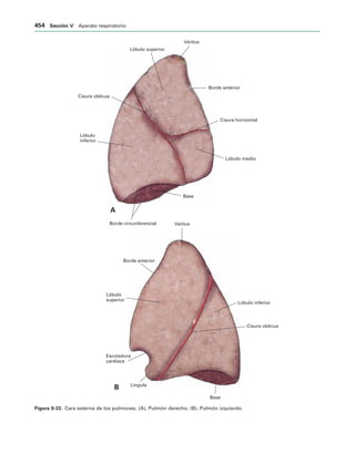 154017468-Anatomia-Humana-Garcia-Porrero-pdf.pdf