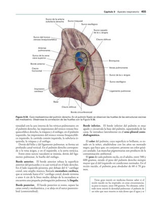 154017468-Anatomia-Humana-Garcia-Porrero-pdf.pdf