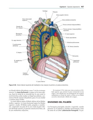 154017468-Anatomia-Humana-Garcia-Porrero-pdf.pdf