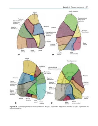 154017468-Anatomia-Humana-Garcia-Porrero-pdf.pdf