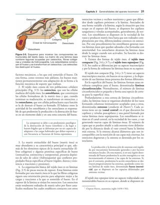 Osteocito
Colágeno
Osteoclasto
Osteoblasto
Cristal de hidroxiapatita
IGURA   Esquema para mostrar los componentes es-
tructurales del tejido óseo. La matriz de una lámina ósea
contiene lagunas ocupadas por osteocitos, fibras coláge-
nas y cristales de hidroxiapatita. Los osteoblastos constru-
yen el hueso y se transforman en osteocitos. Los osteoclas-
tos destruyen el hueso.
factores mecánicos, a los que está sometido el hueso. De
esta forma, como veremos más adelante, los huesos man-
tienen permanentemente una adaptación de su forma a la
función mecánica de soporte que realizan.
2. El tejido óseo consta de tres poblaciones celulares
principales (Fig. 3-5): los osteocitos, que son las células
maduras del tejido óseo, los osteoblastos, que constituyen
las células formadoras de la matriz ósea y que, cuando
terminan su maduración, se transforman en osteocitos, y
los osteoclastos, que son células polinucleares cuya función
es la de destruir el hueso ya formado. El balance entre la
actividad de los osteoblastos y los osteoclastos es responsa-
ble de que predomine la producción o la destrucción de hue-
so en un momento dado y en una zona concreta del hueso.
La osteoporosis se debe a un predominio patológico
de la destrucción de hueso (osteólisis) y da lugar a
huesos frágiles que se deforman por no ser capaces de
adaptarse a las cargas habituales que deben soportar y
con frecuencia se fracturan de forma espontánea.
3. La matriz extracelular del hueso (matriz ósea) es
muy abundante y su característica principal es que, ade-
más de los elementos típicos de la matriz extracelular (fi-
bras colágenas) y algunas proteínas específicas de hueso
(osteocalcina, osteonectina y osteopontina), presenta depósi-
tos de sales de calcio (hidroxiapatita) que confieren pro-
piedades físicas especificas al hueso (rigidez, dureza y resis-
tencia a tracciones y presiones).
4. La organización básica del tejido óseo es en láminas
(Fig. 3-5) de pocas micras de espesor. Estas láminas están
formadas por una matriz ósea en la que las fibras colágenas
siguen una orientación precisa para adaptarse mejor a las
cargas y tracciones a la que es sometido el hueso. En el
espesor de la lámina se sitúan los osteocitos. Los osteocitos
están totalmente rodeados de matriz salvo por finos cana-
lículos mediante los cuales establecen contactos con otros
osteocitos vecinos y reciben nutrientes y gases que difun-
den desde capilares próximos a la lámina. Asociados de
una forma variable a la lámina, según la situación que ésta
ocupe en el espesor del hueso, se disponen los capilares
sanguíneos y vénulas acompañados, generalmente, de ner-
vios. Los osteoblastos se disponen en la vecindad de los
vasos y producen matríz ósea hasta que son rodeados com-
pletamente por ésta, diferenciándose entonces en osteoci-
tos. Por este procedimiento los osteoblastos generan nue-
vas láminas óseas que quedan adosadas a las formadas con
anterioridad. Los osteoclastos alcanzan las láminas óseas
desde la sangre cuando son activados. Su función es des-
truir las láminas óseas.
5. Existen dos formas de tejido óseo, el tejido óseo
compacto (Fig. 3-6 y 3-7) y el tejido óseo esponjoso (Fig.
3-3), los cuales se diferencian por su aspecto macroscópico
y por la forma de ordenarse las láminas óseas en su espesor.
El tejido óseo compacto (Fig. 3-6 y 3-7) tiene un aspecto
macroscópico macizo, sin huecos en su espesor, y la dispo-
sición de sus láminas óseas presenta dos formas diferentes.
En la superficie del hueso, las láminas forman unas en-
volturas completas para el hueso, denominadas láminas
circunferenciales. Normalmente, el número de láminas
circunferenciales es pequeño y forma una especie de corte-
za para la superficie ósea.
Profundamente a esta corteza de láminas circunferen-
ciales, las láminas óseas se organizan alrededor de los vasos
formando columnas íntimamente acopladas unas a otras,
denominadas osteonas (conductos de Havers5
). Cada os-
teona tiene un eje (canal central) en el que discurren los
capilares y vénulas poscapilares y una pared formada por
varias láminas óseas superpuestas. Los osteoblastos se si-
túan en el canal central, en la vecindad de los vasos, y van
generando nuevas capas de láminas óseas. El número de
capas que se pueden añadir a cada osteona viene delimita-
do por la distancia desde el vaso central hasta la lámina
más externa. Si la osteona alcanza diámetros que son in-
compatibles con la nutrición de sus capas más externas, los
osteocitos degeneran y la osteona es destruida por los os-
teoclastos.
La producción y la destrucción de osteonas está regula-
da por mecanismos hormonales generales y por factores
mecánicos locales. De esta manera, si en una región deter-
minada del hueso predomina la acción osteogénica se van
incrementando el número y las capas de las osteonas. Si,
por el contrario, predomina la acción osteoclástica se des-
truyen progresivamente las osteonas, quedando como res-
tos láminas de tejido óseo, denominado hueso intersti-
cial, que se disponen en los espacios delimitados por
osteonas vecinas.
El tejido óseo esponjoso tiene un aspecto trabeculado con
innumerables huecos en su espesor, donde se disponen cú-
5
Clopton Havers, anatomista inglés (1650-1702).
#APÓTULO  Generalidades del aparato locomotor 
 