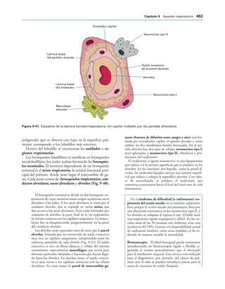 154017468-Anatomia-Humana-Garcia-Porrero-pdf.pdf