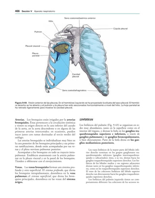 154017468-Anatomia-Humana-Garcia-Porrero-pdf.pdf