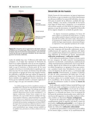 Osteona
Periostio
Láminas
circunferenciales
Canal central
Vaso en un canal
de Volkmann
IGURA   Esquema de la organización del tejido óseo en
la diáfisis de un hueso largo. Bajo el periostio (en amarillo)
el tejido óseo forma láminas superpuestas, más profunda-
mente las láminas se agrupan alrededor de los vasos san-
guíneos formando osteonas.
mulos de médula ósea roja. A diferencia del tejido óseo
compacto, en el tejido óseo esponjoso la formación de
hueso no se realiza utilizando como eje un vaso sanguíneo,
sino que tiene lugar de forma aparentemente más desorde-
nada, ya que la nutrición se efectúa partir de los vasos
situados en los huecos intertrabeculares ocupados por mé-
dula ósea roja. Por este motivo, las láminas óseas del tejido
óseo esponjoso se agregan de forma más irregular forman-
do trabéculas y espículas óseas que rodean las lagunas de
médula ósea. Sin embargo, la producción y destrucción de
hueso también está regulada por factores mecánicos, de
forma que las trabéculas tienden a orientarse según las lí-
neas de carga a las que está sometido el hueso.
Las células progenitoras de los osteoblastos asientan en
la médula ósea y alcanzan las zonas del hueso donde luego
se localizan a través de la sangre. Sin embargo, parece pro-
bado que diversas células del tejido conectivo pueden
también diferenciarse hacia la línea osteoblástica y, en
algunas condiciones, formar hueso ectópico en sitios
anómalos. Así, con la edad, diversos cartílagos del orga-
nismo pueden osificarse y, experimentalmente, se puede
inducir hueso en el espesor de los músculos o en la der-
mis mediante la inyección de factores de crecimiento de
la familia de las proteínas morfogenéticas de hueso (BMP).
El origen de los osteoclastos es diferente del de los osteo-
blastos, ya que proceden de la fusión de células progeni-
toras mononucleares que, aunque asientan también en
la médula ósea, pertenecen a la línea celular de los ma-
crófagos.
Desarrollo de los huesos
Desde el punto de vista anatómico, un aspecto importante
de los huesos es que su tamaño es un factor determinante
no sólo para establecer la estatura del individuo, sino tam-
bién para el tamaño de las diferentes cavidades del orga-
nismo. Debido a este hecho, el desarrollo de los huesos
tiene lugar de forma lenta y progresiva, y su crecimiento
sólo termina cuando ya lo han hecho los órganos de otros
aparatos, ya que de otra manera, se impediría el desarrollo
de los órganos alojados en cavidades de paredes óseas.
En algunas circunstancias patológicas, los huesos del
cráneo agotan su crecimiento de forma precoz y se forma
una cavidad craneal de volumen insuficiente que impide el
desarrollo del encéfalo. Del mismo modo, alteraciones en
el crecimiento de cavidad torácica o de la cavidad pélvica
también dan lugar, respectivamente, a alteraciones del apara-
to respiratorio y de la capacidad reproductora de la mujer.
Los primeros esbozos de los huesos se forman en esta-
dios muy tempranos del desarrollo embrionario, pero el
establecimiento del esqueleto óseo definitivo del adulto
no se completa hasta después de la pubertad. Existen dos
tipos diferentes de formación de huesos, denominados
osificación membranosa y osificación condral.
En la osificación membranosa, el hueso se forma a partir
de una «maqueta» de tejido conectivo mesenquimatoso
ricamente vascularizada, constituida por condensación de
células mesenquimatosas embrionarias. En el curso del de-
sarrollo, algunas de las células de este tejido se diferencian
en células osteogénicas y se agrupan en focos que comien-
zan a producir matriz ósea. Inicialmente, la matriz ósea
carece de depósitos de sales de calcio, y se denomina sus-
tancia osteoide. Posteriormente, se produce el depósito
de sales de calcio característica del tejido óseo. La osifi-
cación intramembranosa tiene lugar en la formación de
los huesos planos de la cavidad craneal y de una parte
de la mandíbula y de la clavícula. Los huesos formados
por este procedimiento reciben el nombre de huesos de
membrana.
En la osificación condral el esbozo inicial del hueso está
formado por tejido cartilaginoso revestido de una fina lá-
mina conectiva, el pericondrio, y en el curso de su madu-
ración, el cartílago no se diferencia hacia hueso, sino que
degenera y es sustituido por hueso. Con la excepción de
los huesos de membrana mencionados antes, todos los de-
más huesos del organismo se desarrollan mediante osifica-
ción condral y se denominan huesos cartilaginosos.
El proceso de osificación condral tiene lugar de forma
complementaria desde la superficie del esbozo a partir de
pericondrio (osificación pericondral) y en el espesor de
tejido cartilaginoso donde se forman unos puntos bien de-
finidos de osificación (osificación endocondral).
La osificación pericondral es característica de las diáfisis
de los huesos largos y consiste en la transformación del
 3ECCIØN ))) Aparato locomotor
 