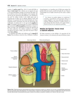 154017468-Anatomia-Humana-Garcia-Porrero-pdf.pdf