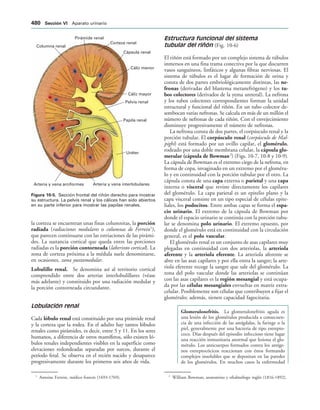 154017468-Anatomia-Humana-Garcia-Porrero-pdf.pdf