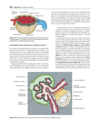 154017468-Anatomia-Humana-Garcia-Porrero-pdf.pdf
