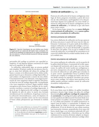 Láminas intersticiales
Osteona
(láminas circunferenciales)
IGURA   Sección histológica de una diáfisis que ilustra
la organización en osteonas del tejido óseo compacto. En
verde se ha resaltado la organización en capas concéntricas
de una osteona. La flecha señala la posición del eje vascular
de una osteona.
pericondrio del cartílago en periostio con capacidad os-
teogénica, el cual deposita láminas concéntricas de tejido
óseo en la superficie de la diáfisis.
La osificación endocondral sigue un proceso gradual
más complejo. El primer cambio de este proceso tiene lu-
gar en zonas bien definidas del esbozo de cartílago del
hueso y consiste en la diferenciación de las células cartila-
ginosas hacia lo que se denomina cartílago hipertrófico, el
cual conduce a la degeneración y muerte de estas células.
Concomitantemente a esta alteración, tiene lugar la pene-
tración de vasos sanguíneos desde la superficie del perios-
tio hacia las zona de cartílago degenerado. Acompañando
a los vasos sanguíneos invasores, llegan también células
osteogénicas para formar hueso alrededor de las ramifi-
caciones vasculares y sustituir al cartílago degenerado. A
pesar de que la degeneración del cartílago se acompaña
de depósito de sales de calcio, la matriz ósea formada
inicialmente por los osteoblastos, al igual que ocurría en
la osificación intramembranosa, carece de depósitos de
calcio (sustancia osteoide). Junto con los vasos alcanzan
el hueso células pluripotentes que formarán la médula
ósea.
En los niños deficientes en vitamina D, la cantidad
de sustancia osteoide en los huesos está incrementada
debido a un déficit en el depósito de calcio en el hue-
so. A esta afección se la denomina raquitismo y puede
ocasionar deformidades óseas por ser los huesos me-
nos resistentes.
Centros de osificación (Fig. 3-8)
El proceso de osificación de los huesos cartilaginosos tiene
lugar de forma progresiva iniciándose a partir del tercer
mes de vida embrionaria y prolongándose en la vida pos-
natal hasta después de la pubertad. Las zonas donde co-
mienza la osificación de los huesos cartilaginosos son los
centros de osificación, y lo habitual es que cada hueso
posea varios centros.
En los huesos largos siempre hay un centro diafisario
(centro primario de osificación) y otros centros epifisa-
rios (centros secundarios de osificación).
Centros primarios de osificación
Los centros diafisarios de osificación son los que aparecen
de forma más precoz (a partir del tercer mes de vida em-
brionaria). Comienzan en la parte media de las diáfisis e
incluyen osificación en el espesor del cartílago y en la su-
perficie perióstica. En el curso del desarrollo se expanden
en dirección a las epífisis. Una vez que se establecen estos
centros de osificación, la actividad de los osteoclastos en el
centro de la diáfisis labra la cavidad medular donde se alo-
ja la médula ósea.
Centro secundarios de osificación
Los centros epifisarios de osificación, con la excepción de
la epífisis distal del fémur y la proximal de la tibia, apare-
cen después del nacimiento, por lo que, con estas excep-
ciones, las epífisis del recién nacido son cartilaginosas y,
por tanto, transparentes a los rayos X. Habitualmente, hay
un centro de osificación en cada epífisis que se localiza en
su parte central, expandiéndose hacia la periferia hasta
sustituir por completo el cartílago por hueso, salvo las zo-
nas donde asientan las superficies articulares que perma-
necen como cartílago. Los relieves óseos presentes en las
epífisis pueden presentar también centros de osificación
secundarios independientes.
Placa epifisaria (Fig. 3-9 y 3-2)
En la zona limite entre la diáfisis y la epífisis (metáfisis),
permanece durante largo tiempo una placa de cartílago
denominada placa epifisaria (cartílago de conjunción o
de crecimiento). El cartílago de la placa epifisaria muestra
un claro gradiente de diferenciación funcional desde el ex-
tremo próximo a la epífisis, al extremo próximo a la diáfi-
sis. Las células más próximas a la epífisis permanecen en
reposo (zona de reposo) y a continuación, se dispone una
región donde las células se dividen intensamente (zona
proliferativa). El eje de división de estas células mantiene
una orientación constante, perpendicular al eje mayor del
hueso, dando lugar a un crecimiento polarizado del cartí-
lago en sentido longitudinal, y determina que las células
resultantes de las sucesivas divisiones adopten un disposi-
ción característica en forma de columnas (cartílago colum-
#APÓTULO  Generalidades del aparato locomotor 
 